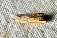 Eucosma conterminana