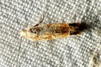 Eucosma conterminana