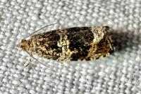 Celypha lacunana