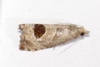 Notocelia uddmanniana