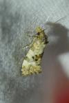 Neocochylis molliculana