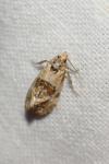 Neocochylis molliculana