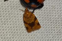 Epagoge grotiana