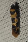Decantha borkhausenii