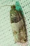 Gypsonoma aceriana