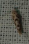 Phyllonorycter