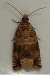 Celypha cespitana