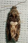 Eudemis profundana