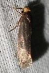 Cephimallota crassiflavella