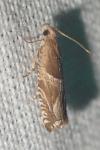 Ancylis comptana