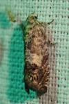 Pammene fasciana