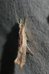 Ypsolopha scabrella