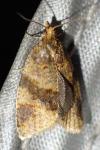 Epagoge grotiana
