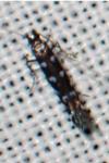 Parectopa ononidis