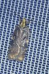 Agonopterix liturosa