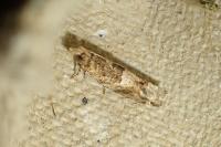 Crocidosema plebejana