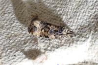 Endothenia