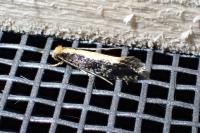 Monopis obviella