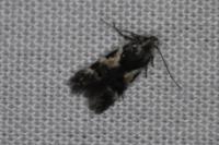 Teleiodes luculella