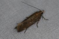 Aroga velocella