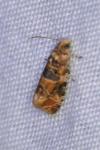 Lobesia reliquana