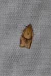 Clepsis consimilana