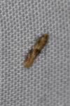 Bucculatrix ulmella