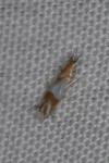 Phyllonorycter roboris