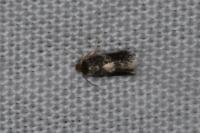 Ectoedemia