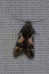 Teleiodes luculella