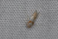 Phyllonorycter roboris