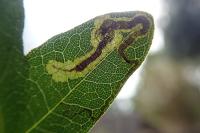 Stigmella speciosa