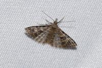 Alucita hexadactyla
