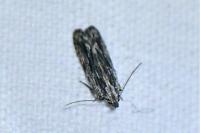 Anarsia innoxiella