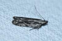 Anarsia innoxiella