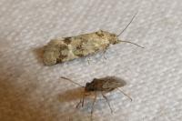 Aethes williana