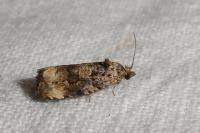 Endothenia