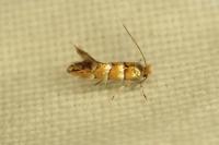 Phyllonorycter nicellii