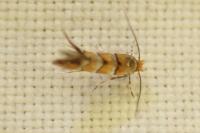 Phyllonorycter nicellii
