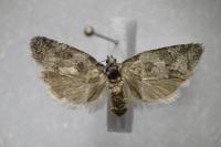 Cnephasia genitalana