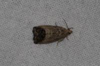 Cydia splendana