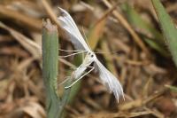 Pterophorus pentadactylus