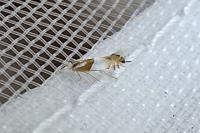 Phyllonorycter roboris