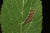 Phyllonorycter lantanella