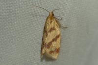 Clepsis pallidana