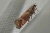 Clavigesta gerti