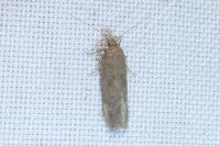 Bryotropha