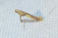 Caloptilia