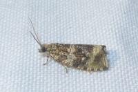 Celypha lacunana