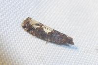 Epinotia trigonella